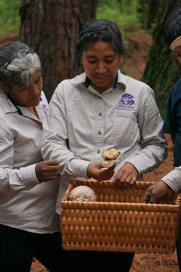 Hongueras Pjiekakjo.