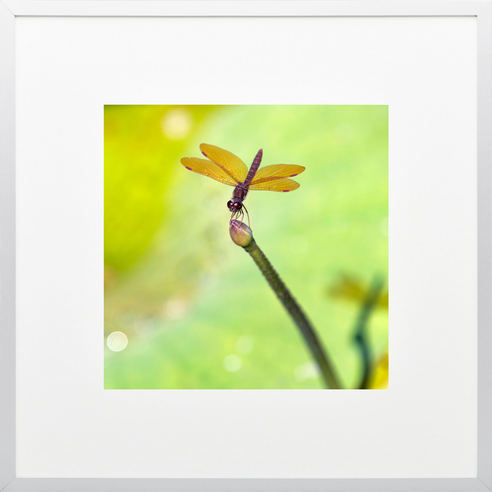 Estudios de Libélulas 4/5