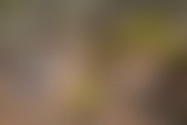 Bosques del Estado de México 