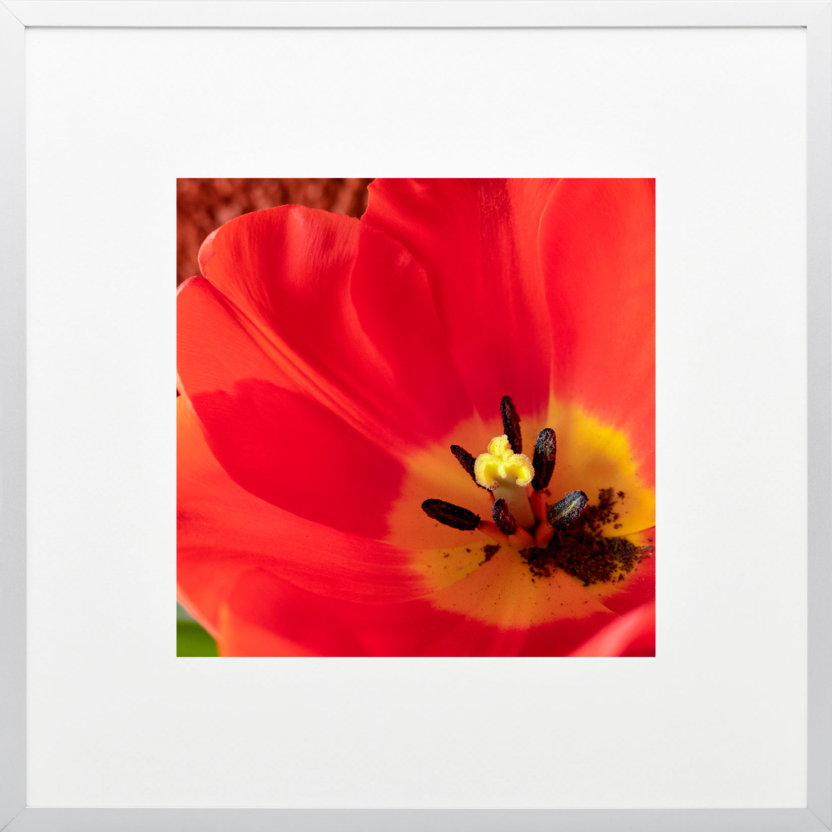 Acercamiento a Flor 1/2