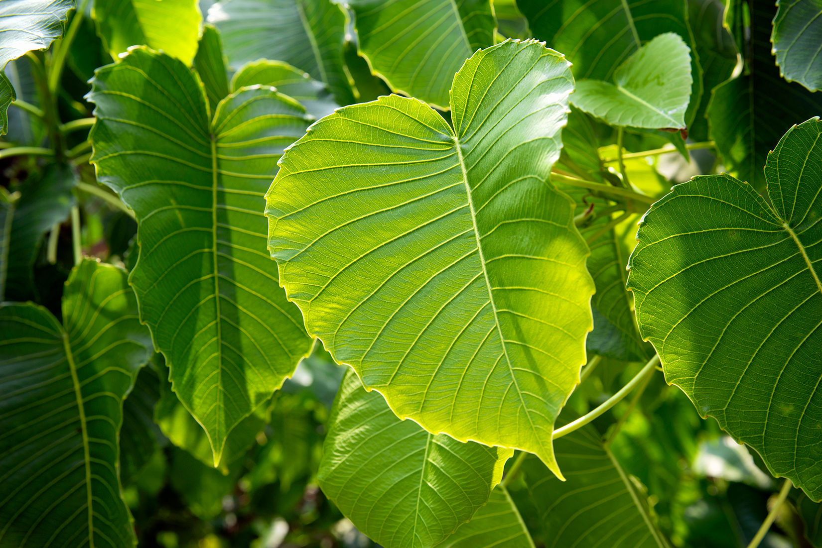 Hojas A Través de la Luz
