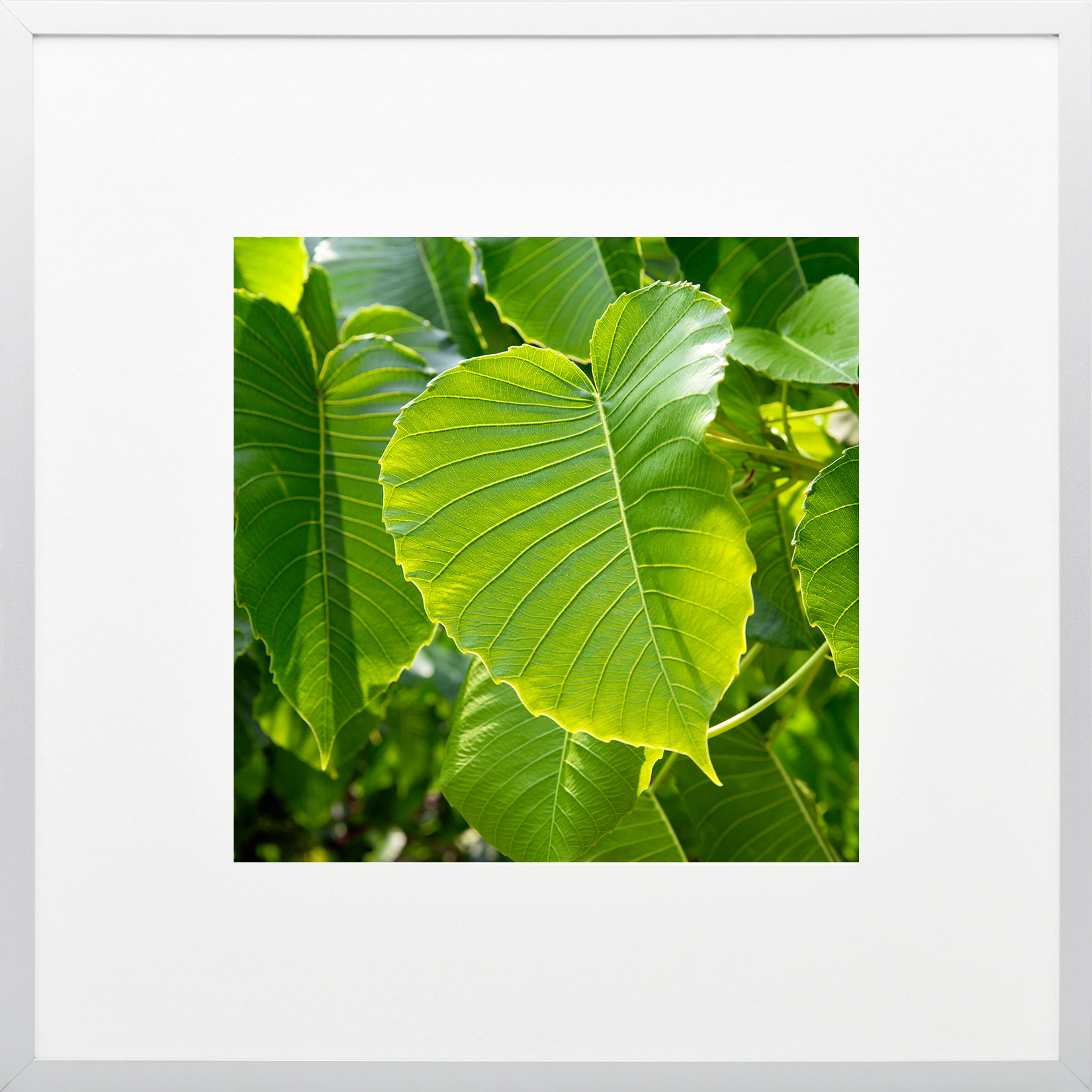 Hojas A Través de la Luz