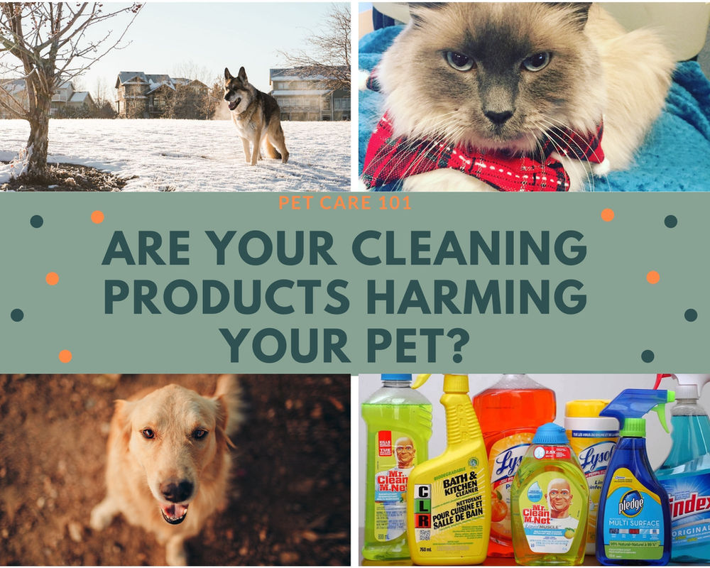 Top 3 Supplements For Dog Cancer The Natural Pet Doctor Holistic