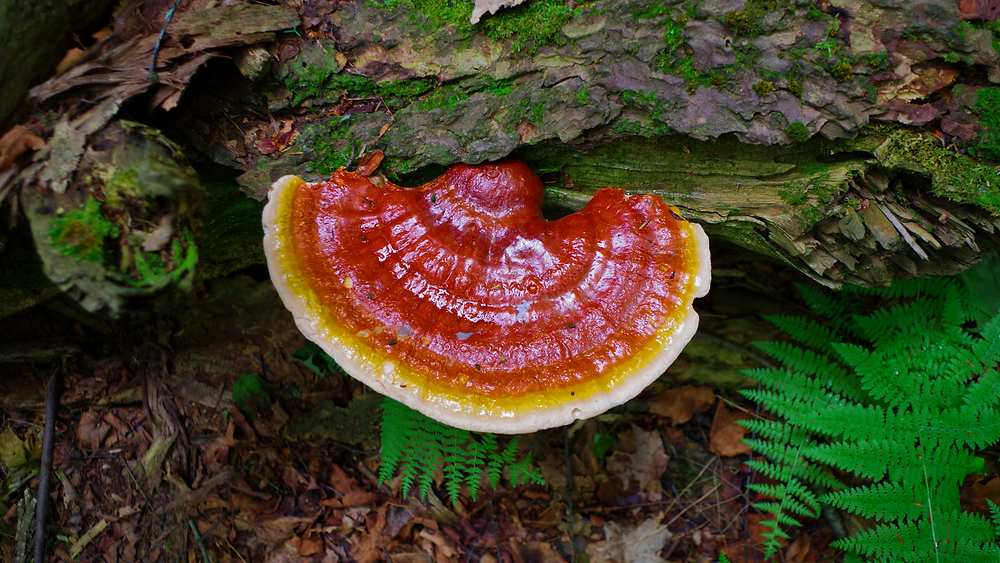 reishi helps pet's natural immunity