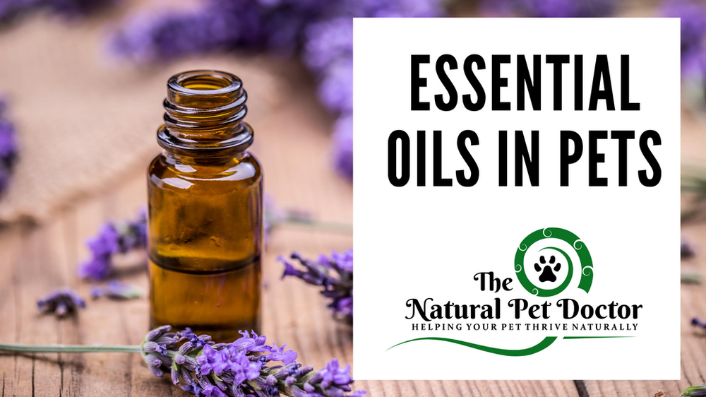Are Essential Oils Safe for Dogs and Cats? Essential Oil Safety for Pets