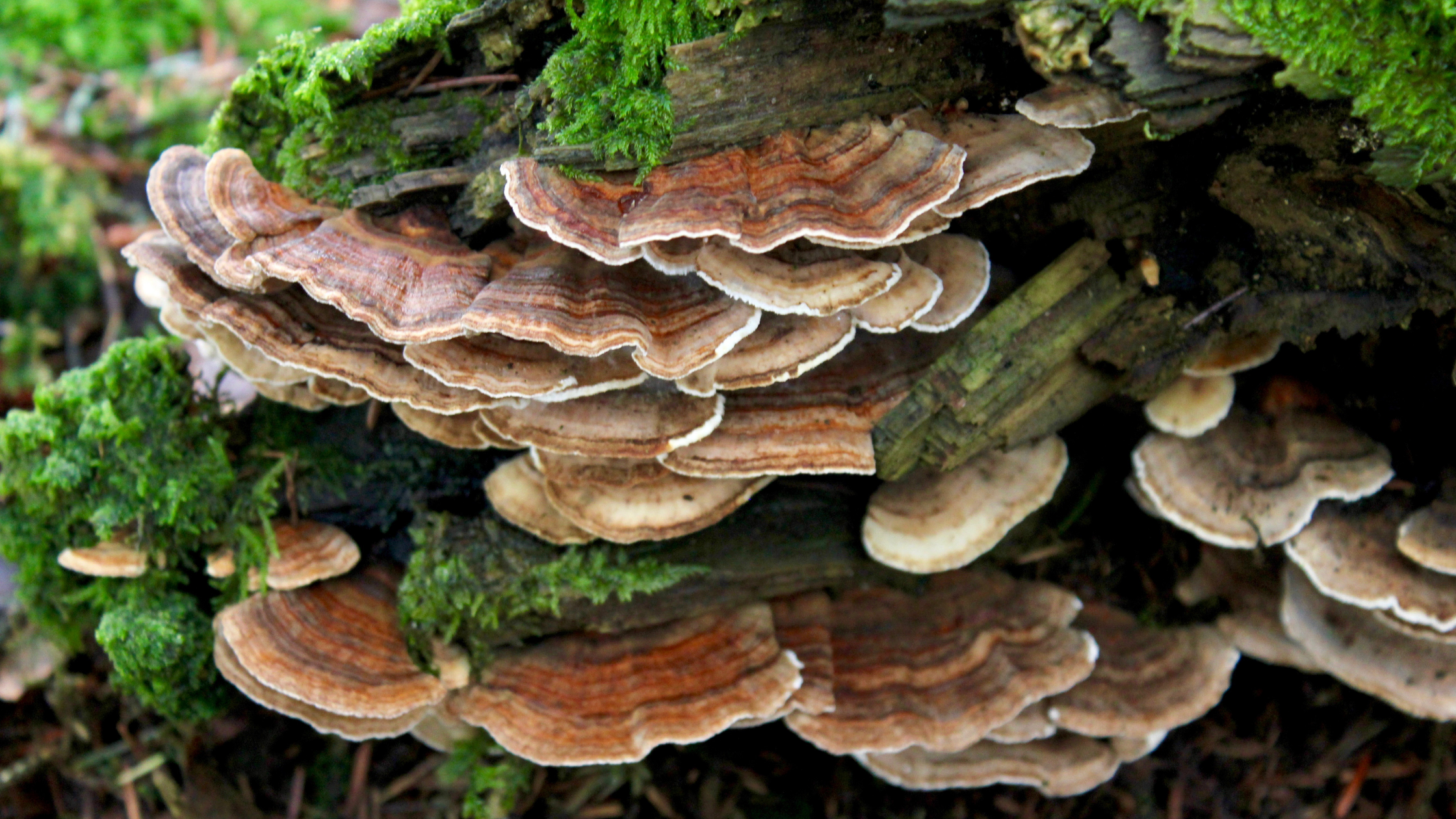 flowstate mushrooms flowstate mushrooms