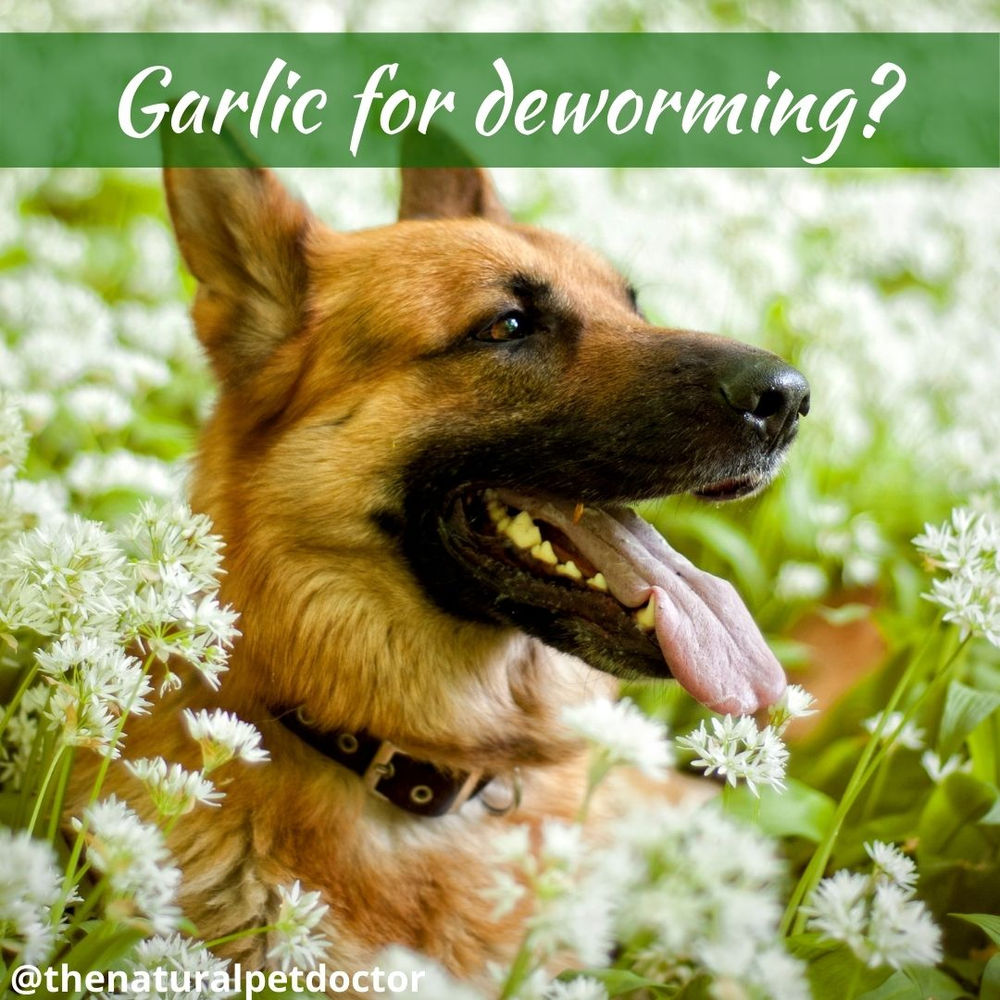 Top Remedies for Natural Dewormers in Dogs & Cats Holistic Pet Health