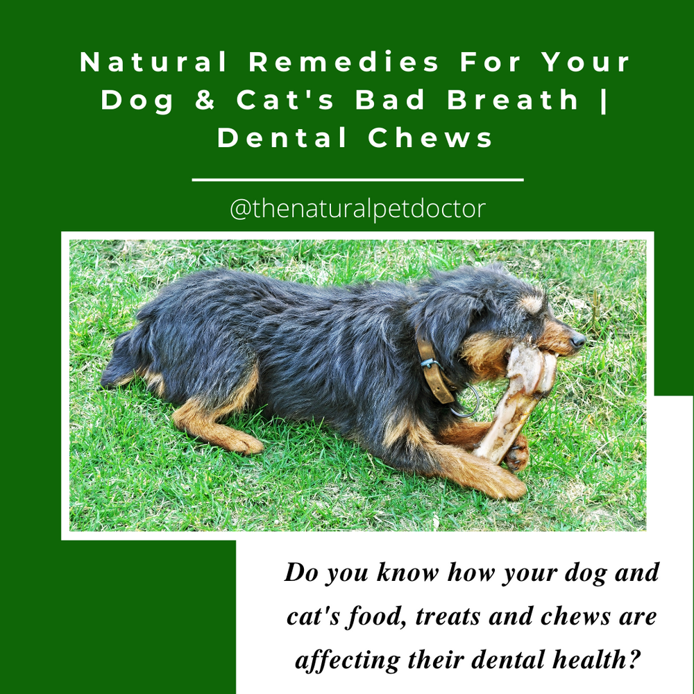 Natural Remedies for Your Dog & Cat's Bad Breath Dental Chews The