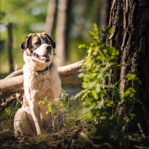 Fotoshooting Hund Bad Düben, Sachsen