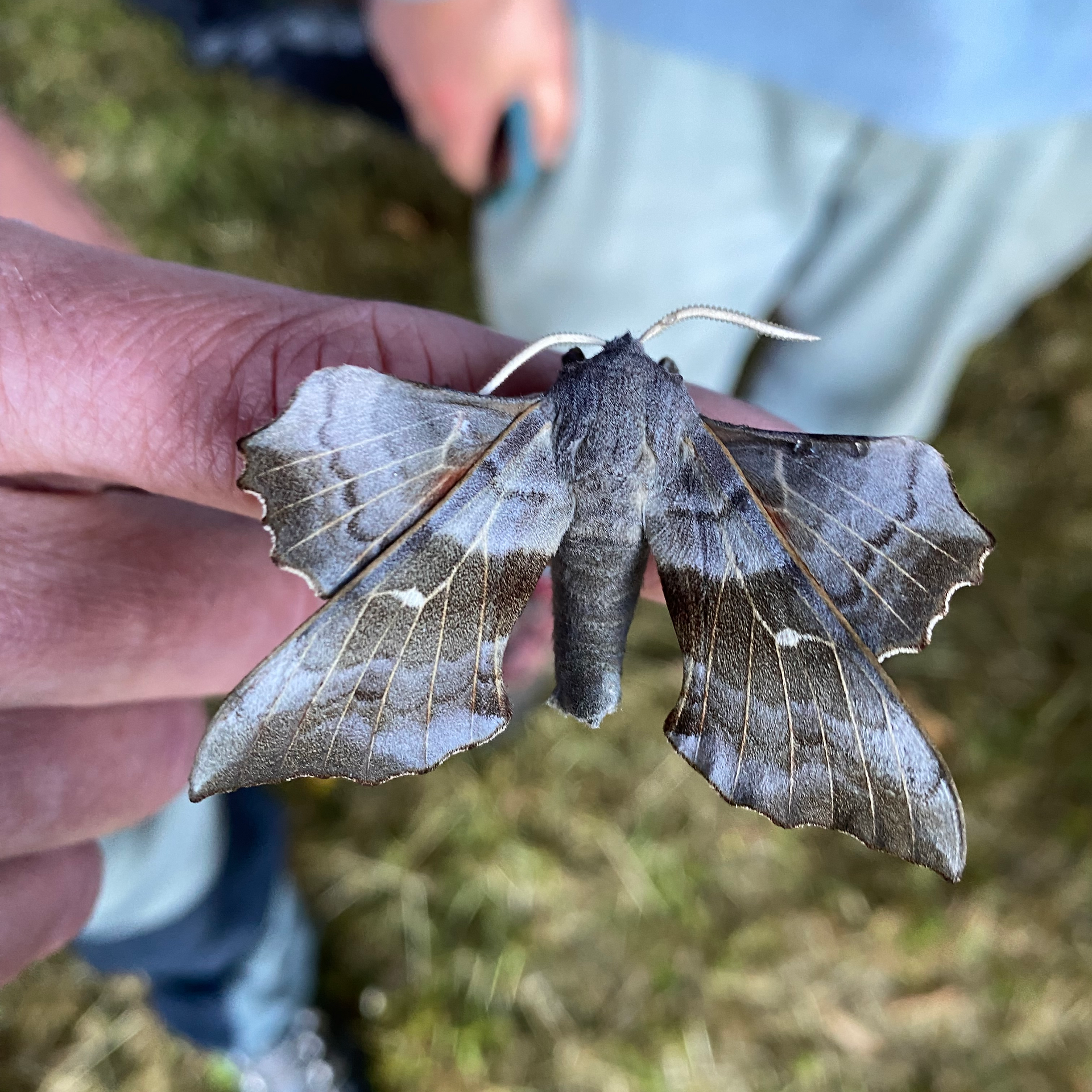 A moth gently resting on a hand