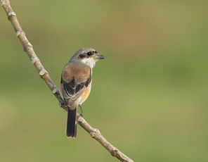 BAY-BACKED SHRIKE 001.jpg