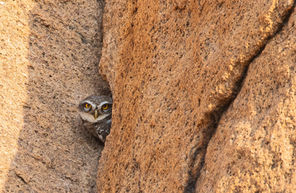 SPOTTED OWLET 003.jpg