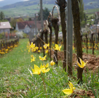 Mittelbergheim - Tulipes sauvages dans les vignes