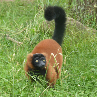 Lémurien au Parc de Ste Croix