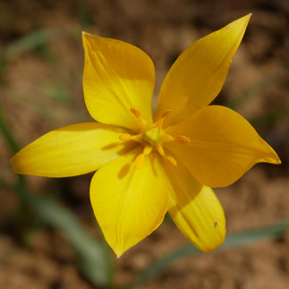 Mittelbergheim - Tulipe sauvage