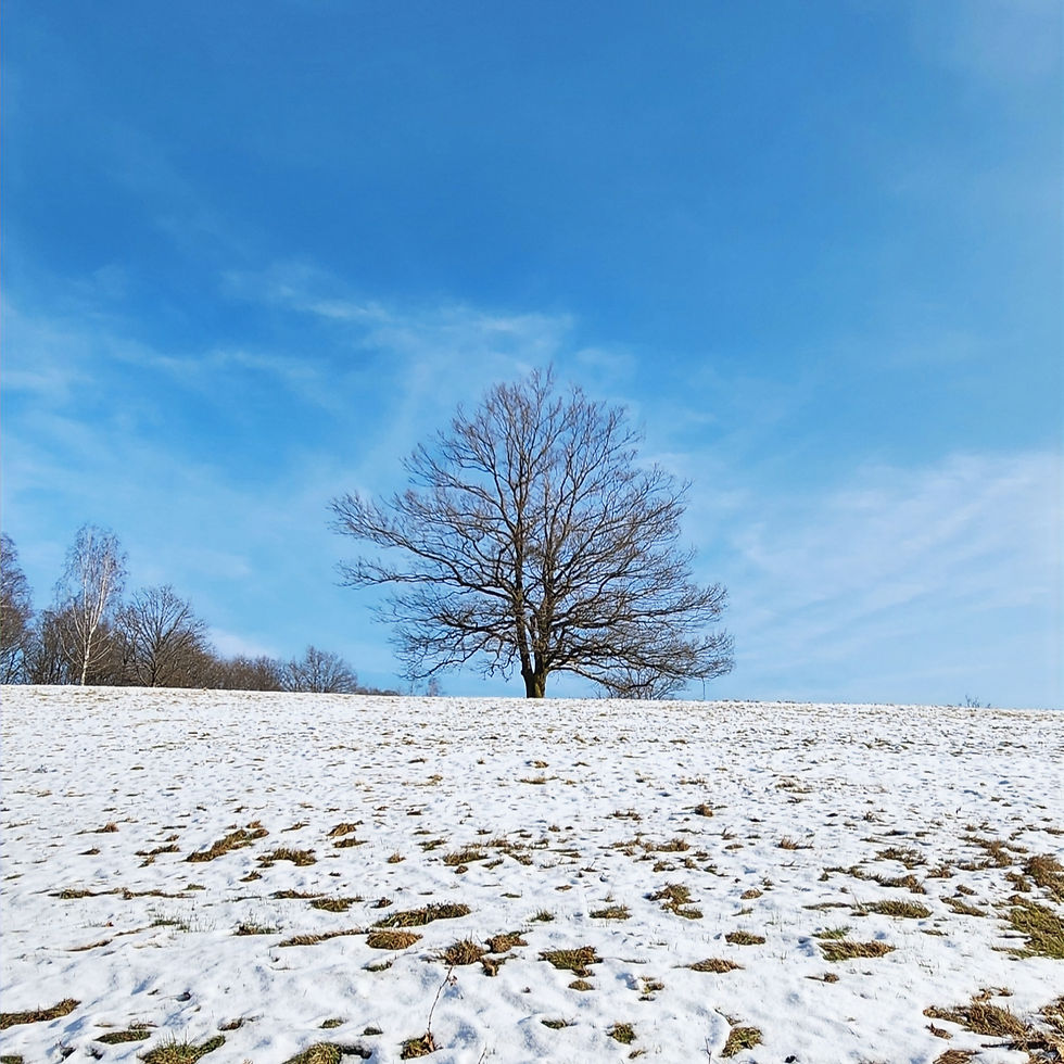 Arbre en haut d'une prairie enneigée