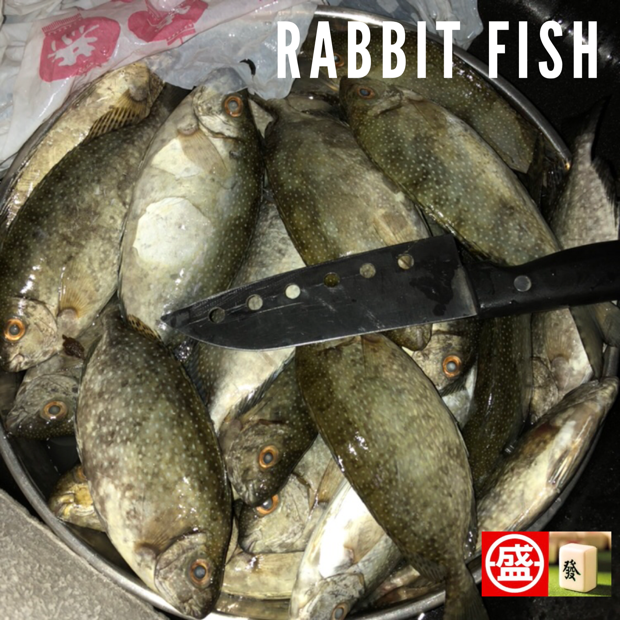 Rabbit Fish