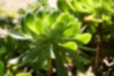 Succulent Leaves 2
