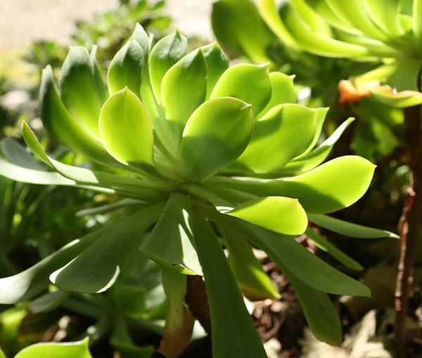 Green Succulent Plant