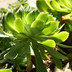 Succulent Leaves 2