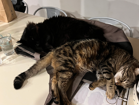 Pet Sitting in the Hudson Valley
