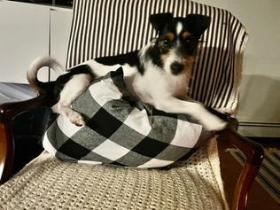 Pet Sitting in the Hudson Valley