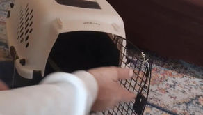 How To Get a Cat You Can't Touch Into a Carrying Case