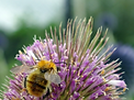 Mapping the Species Data Pathway: Connecting species data flows in England