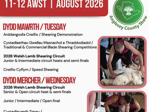 Sheep Shearing