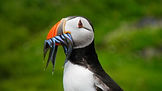 Natural Capital Analysis for North Sea Sandeels Fishery