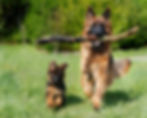 shepherd-dog-4357790_1920_edited.jpg