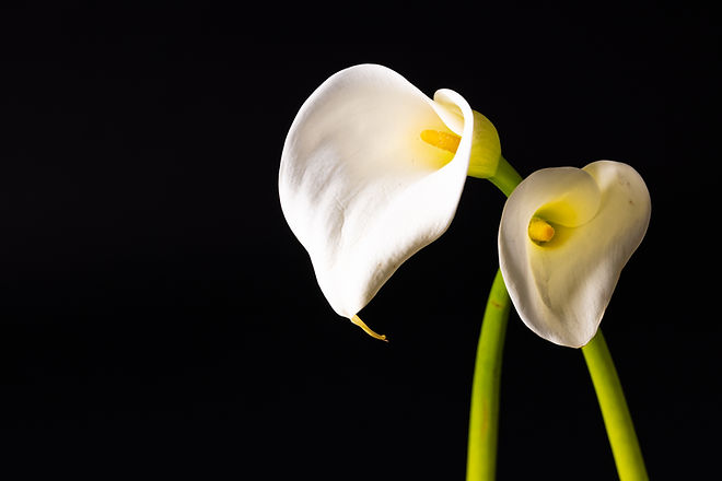 white-kalia-flowers-and-copy-space-on-black-backgr-2025-04-03-20-32-13-utc_edited.jpg