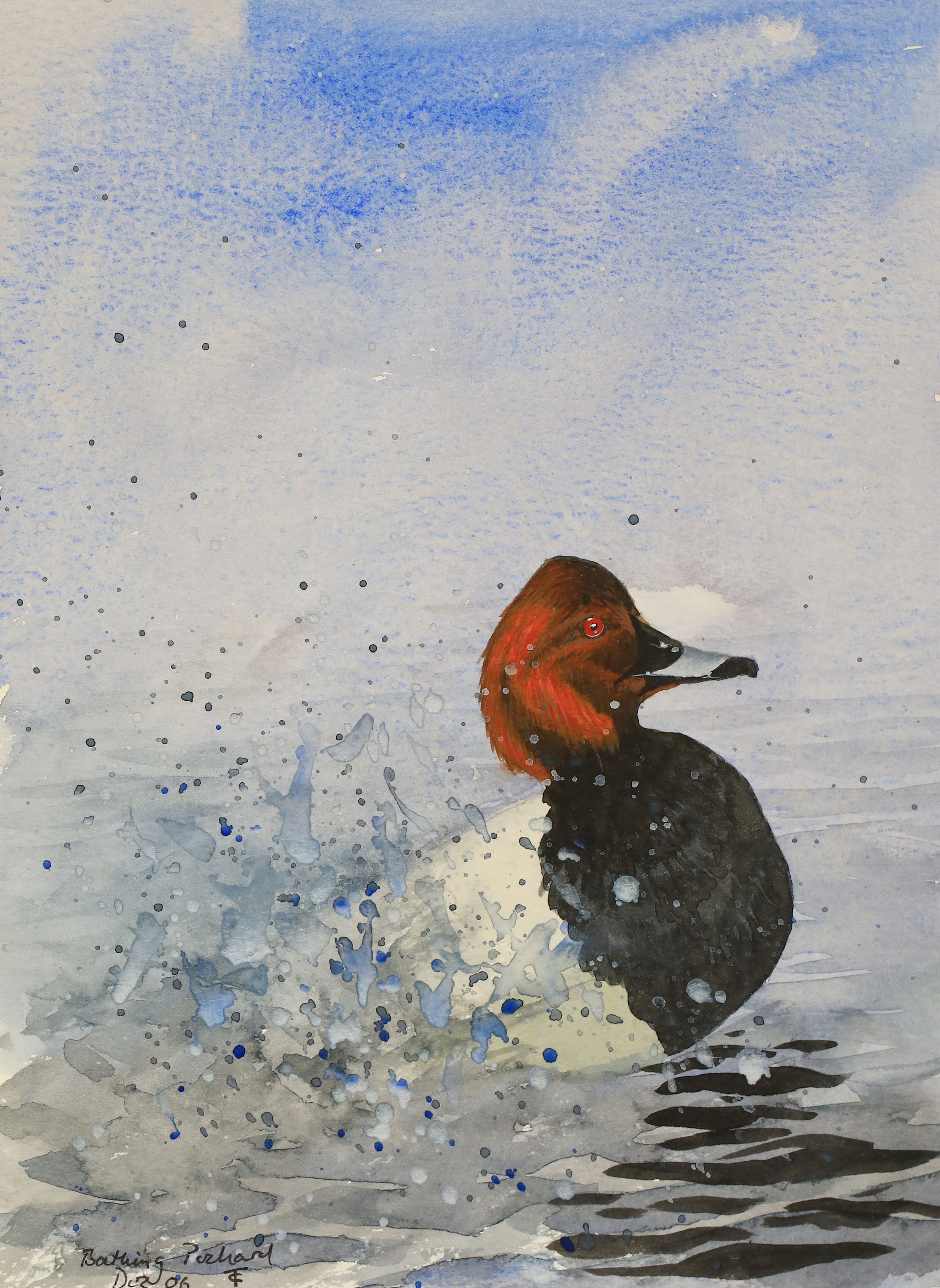 Bathing Pochard