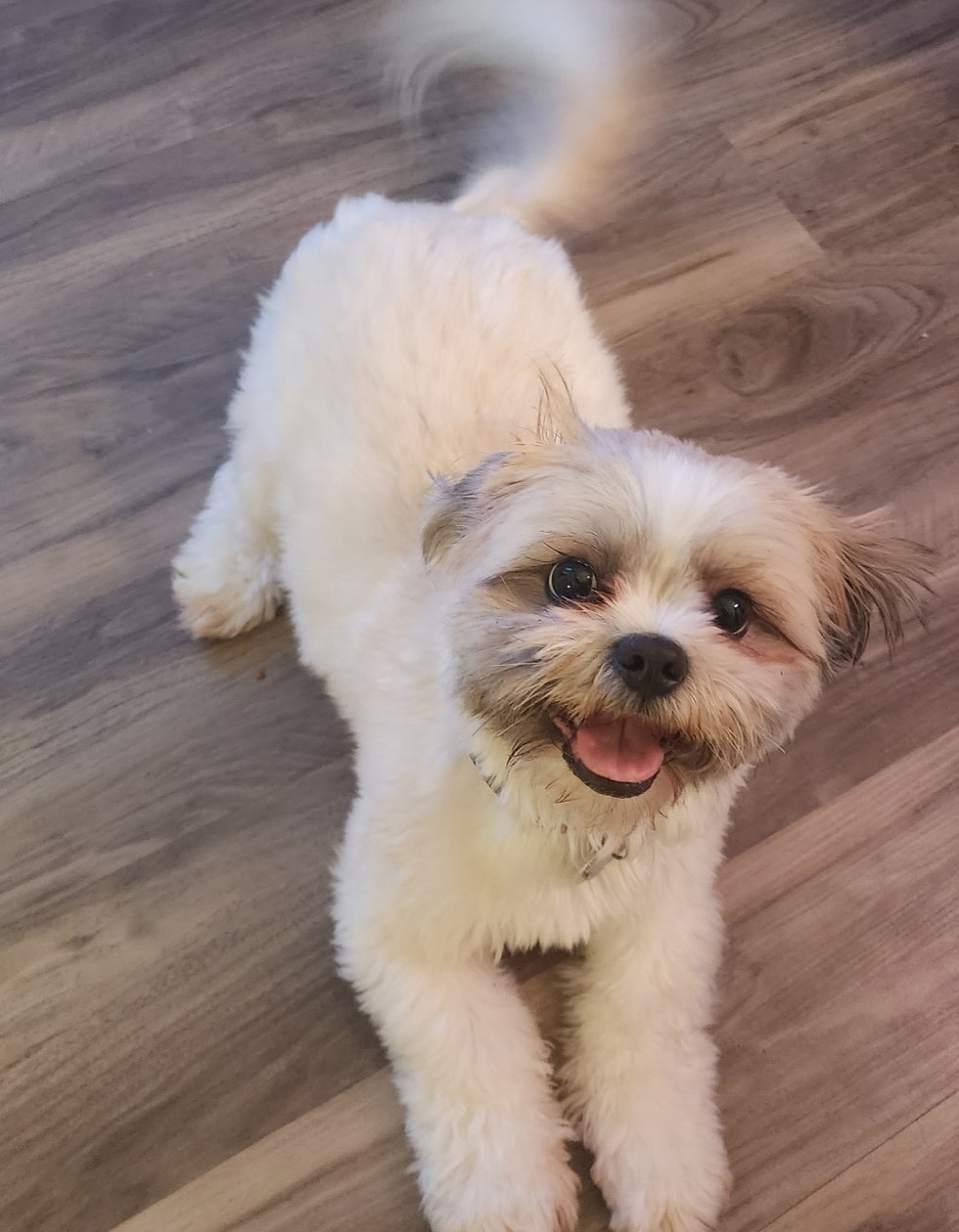 Happy small white dog on a floor for my mental peace
