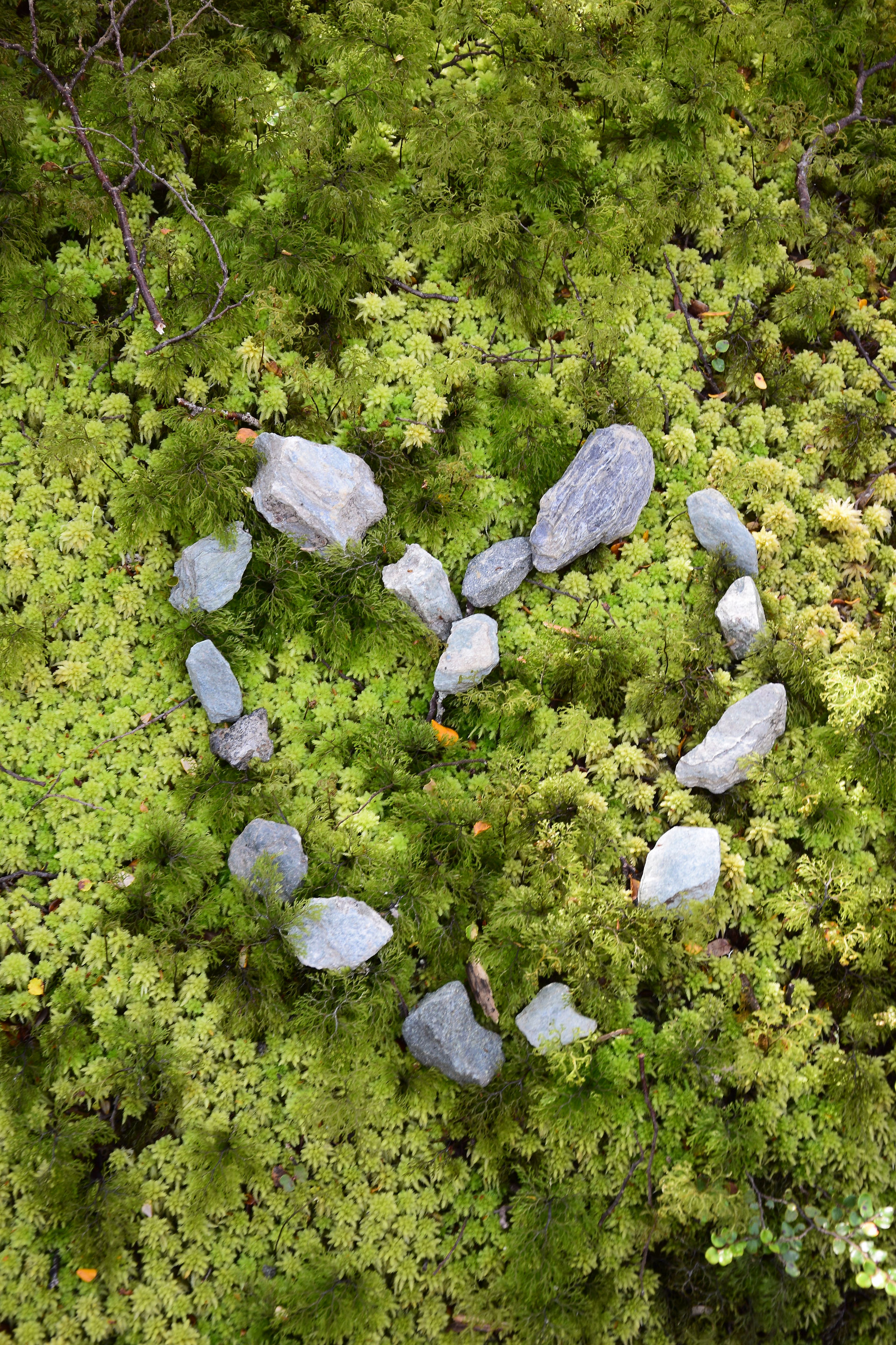 Love for nature