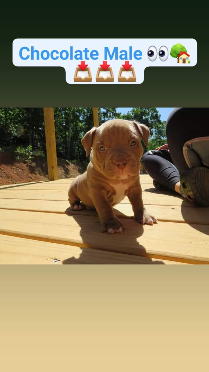 Chocolate Male carries all colors