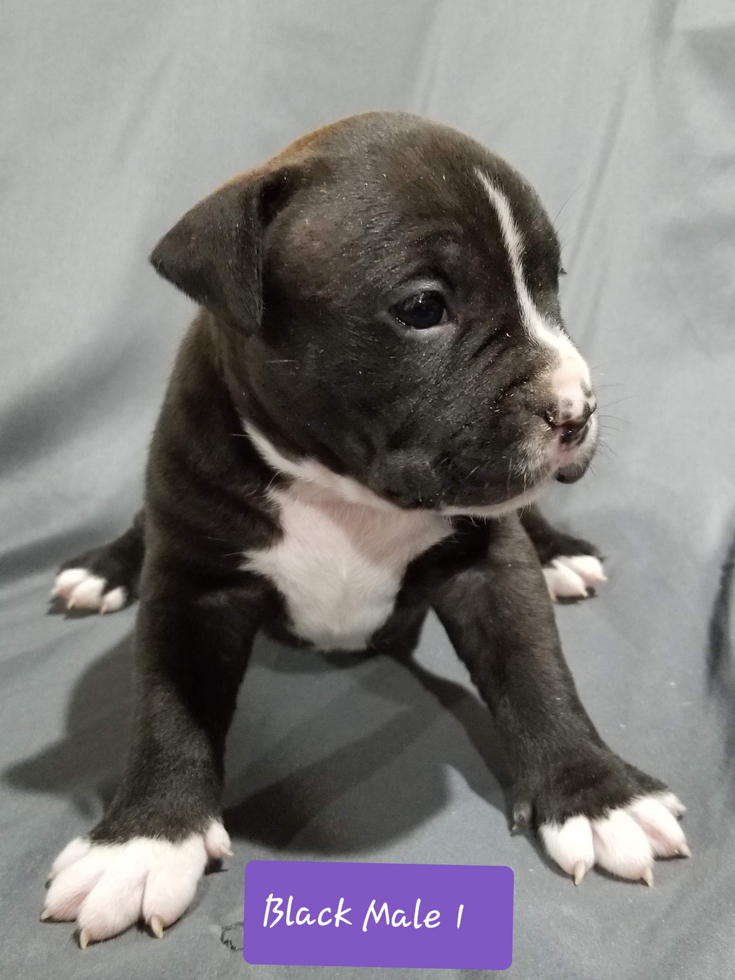 BLACK MALE 2