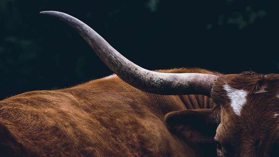 longhorn.jpg