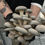 Thumbnail: Blue Oyster Mushrooms