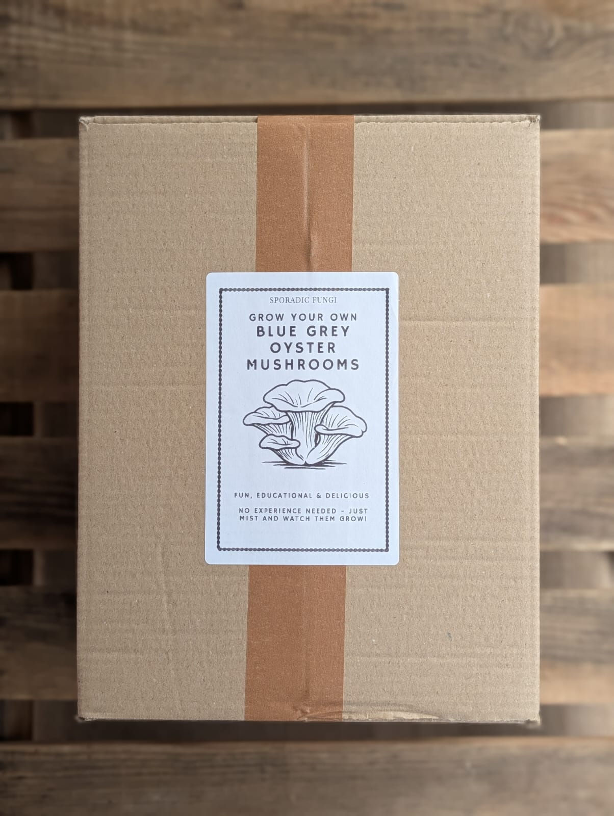 Grow Your Own Blue Grey Oyster Mushrooms