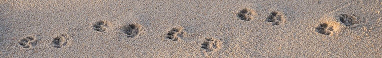 Pawprints in the sand