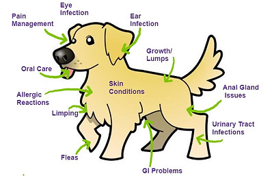 Common dog conditions that we treat.