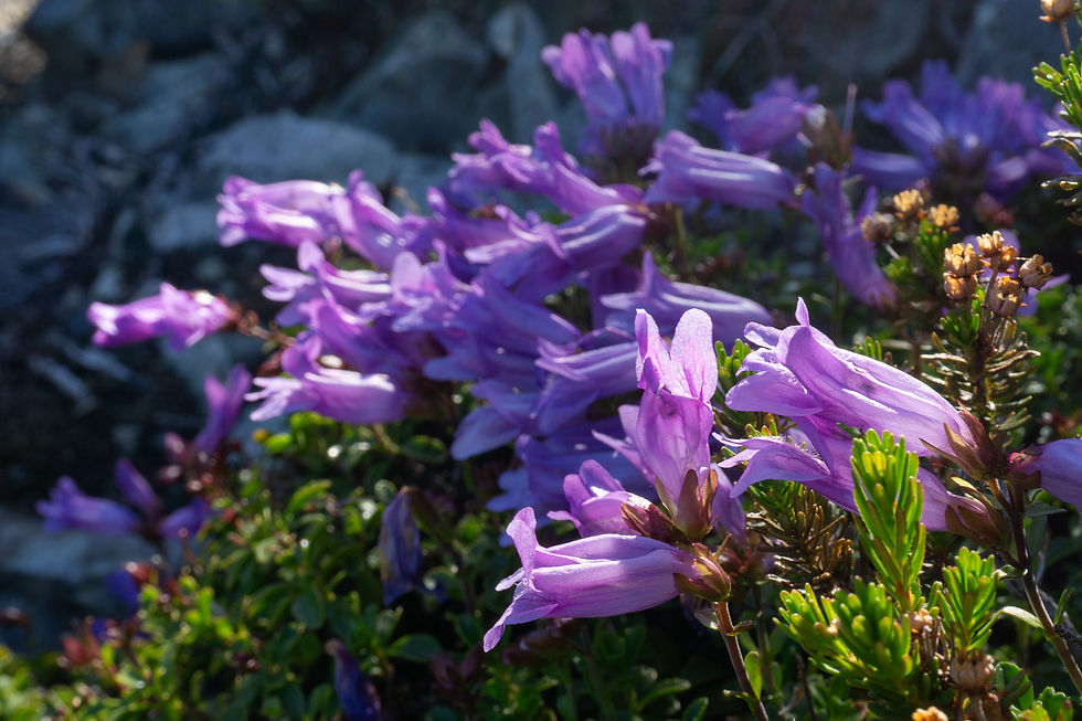 I liked these flowers