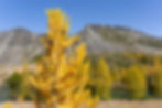ree