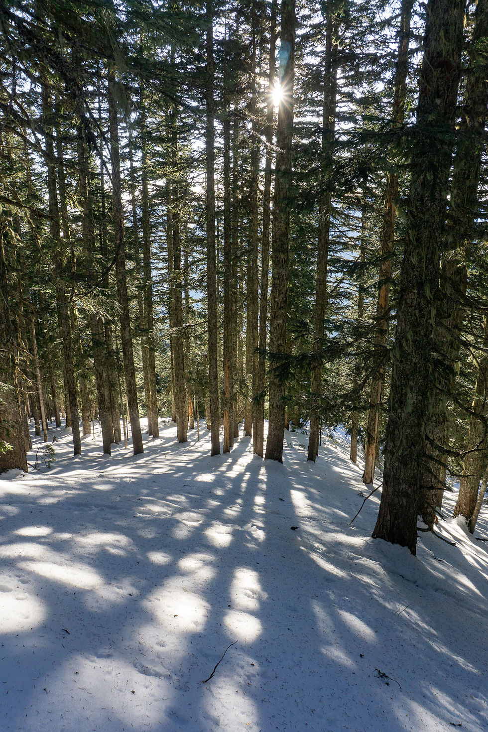Snowy forest with tall trees and sunlight streaming through, creating shadows on the ground. Calm, serene winter setting.