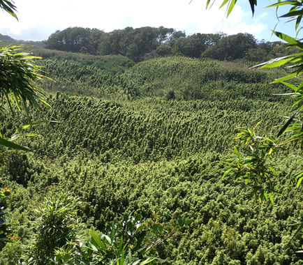 Birds Eye view of a vast bamboo forest on road to Hana, Maui