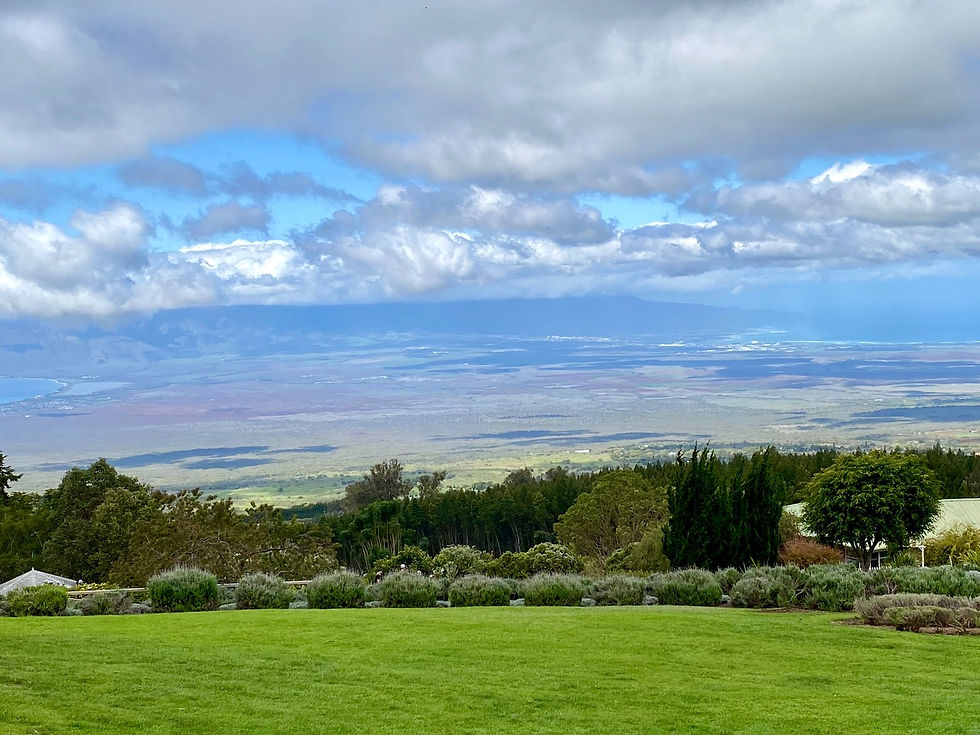 High angle view of lavender fields with mountain backdrop