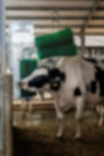 Thumbnail: Double Cow Brush