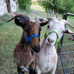 Woody and Buzz are brothers from a litter of 3 kids. They have never been separated from each other. When we are hoof trimming they are quick to come to each others aide.