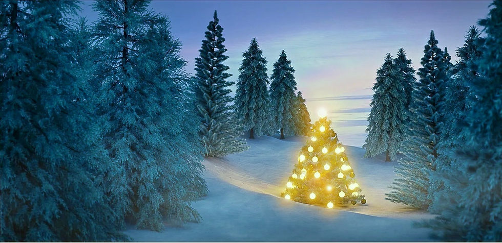 Capture sapin eclairé millieu foret_edited_edited.jpg